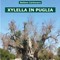 Convegno su «Xylella in Puglia»